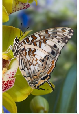 Savannah Charaxes (Charaxes etesipe) from Africa, on Orchid