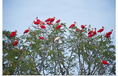Scarlet Ibis and White Ibis roosting, Hato Masaguarel, Gua?rico Province, Venezuela