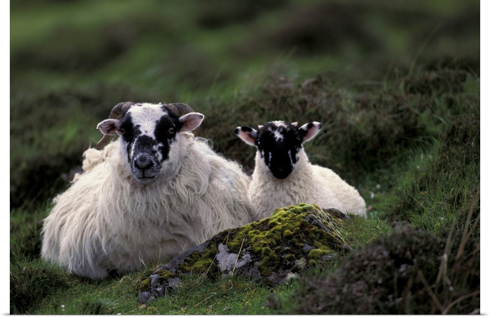 Scotland, Isle of Skye..Sheep.