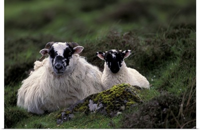 Scotland, Isle of Skye. Sheep