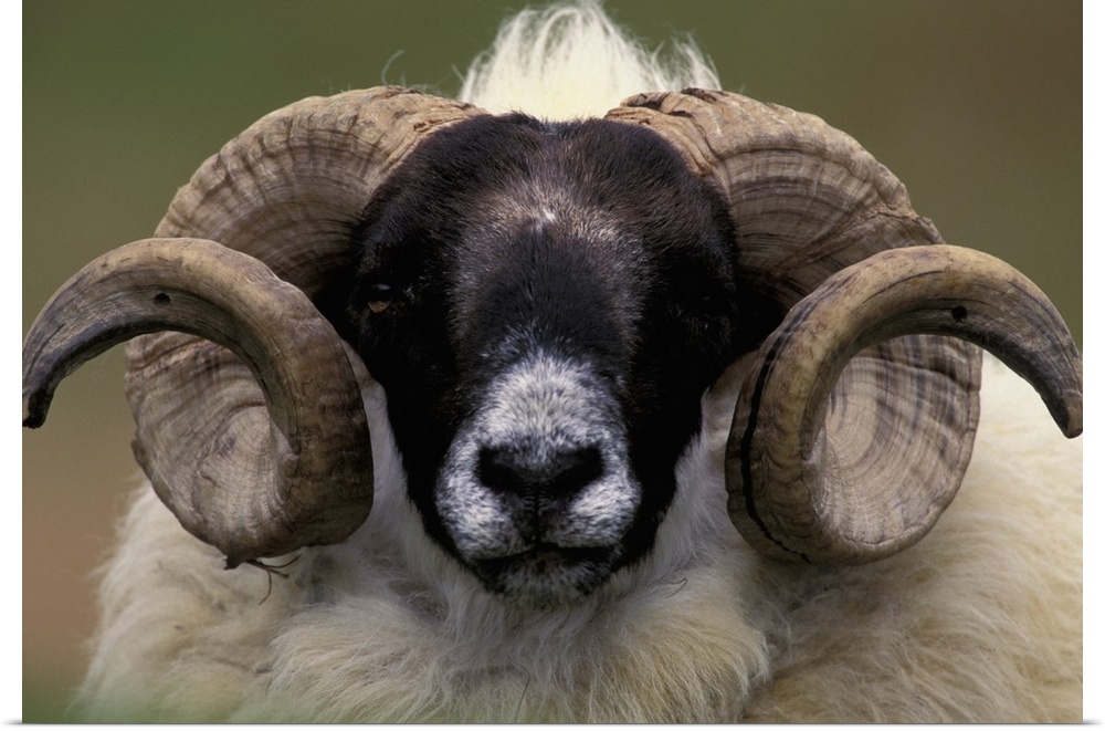 Scotland, Isle of Skye. Sheep portrait.