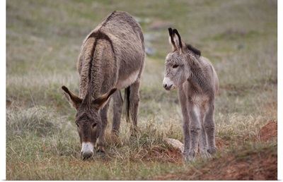 SD, Custer State Park, Wild Burros, mother and baby