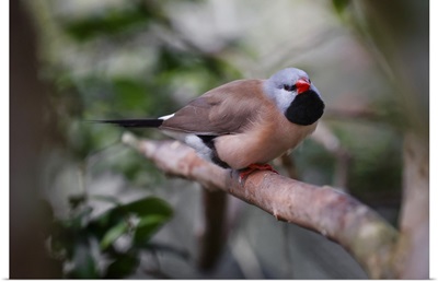 Shaft-Tail Finch, Native To Australia