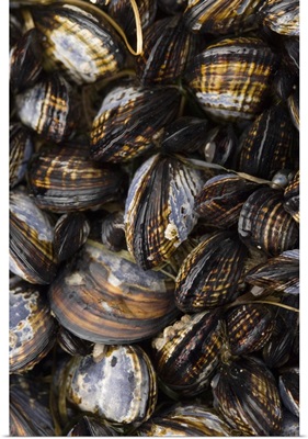 Shi Shi Beach low tide, California Mussels (Mytilus californianus)