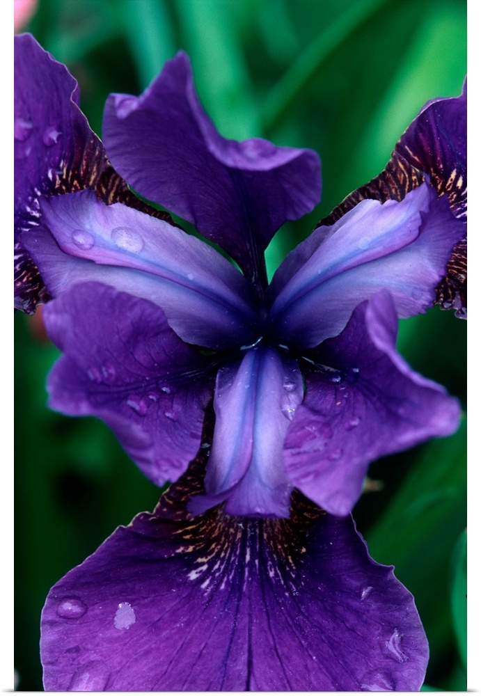 Siberian Iris, Iris sibrica, Butchart Gardens, British Columbia, Canada