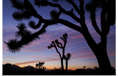 Silhouettes Of Joshua Trees At Sunset, Joshua Tree National Park, California