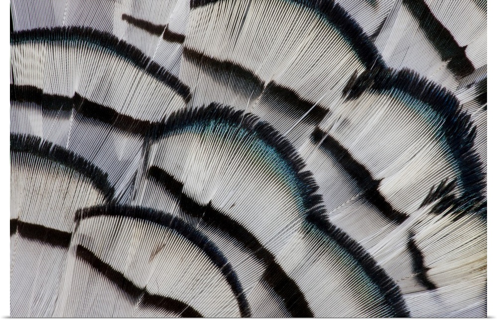Silver Pheasant feather fan design.