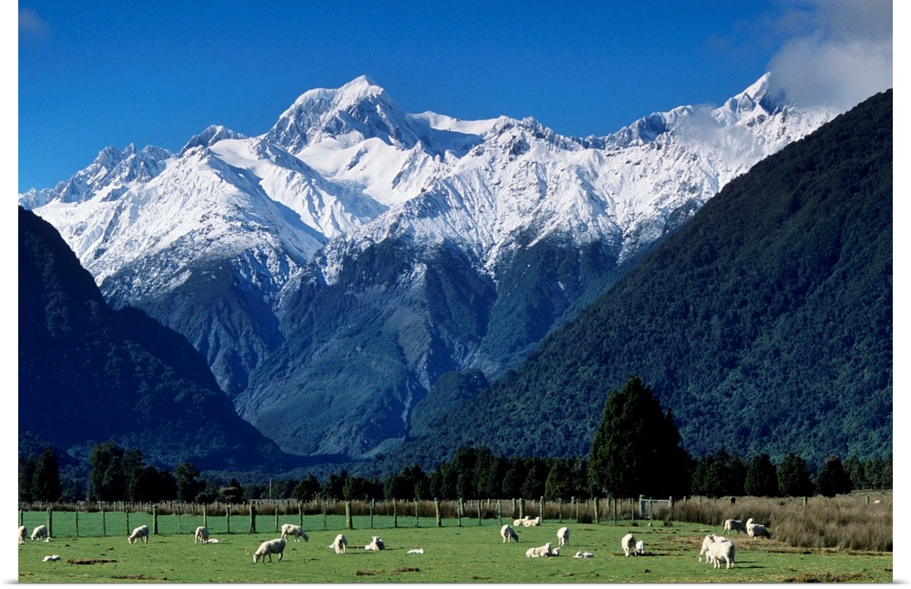 Snow-clad Mount Tasman rises above green sheep pastures from near the town of Fox Glacier on the west coast of the South I...