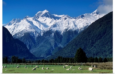 Snow-clad Mount Tasman rises above green sheep pastures, South Island, New Zealand