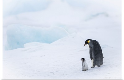 Snow Hill Island, Antarctica, Emperor Penguin Parent Out For A Walk With Tiny Chick