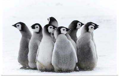 Snow Hill Island, Antarctica, Nestling Creches Of Emperor Penguin Chicks