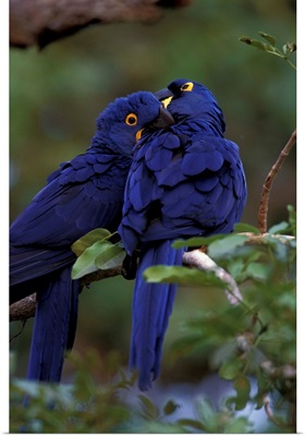 South America, Brazil, Pantanal, Hyacinth Macaw pair in tree roost