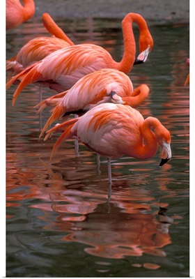 South America. Flamingos