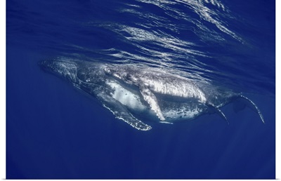 South Pacific, Tonga, Humpback Whale Mother And Calf Close-Up