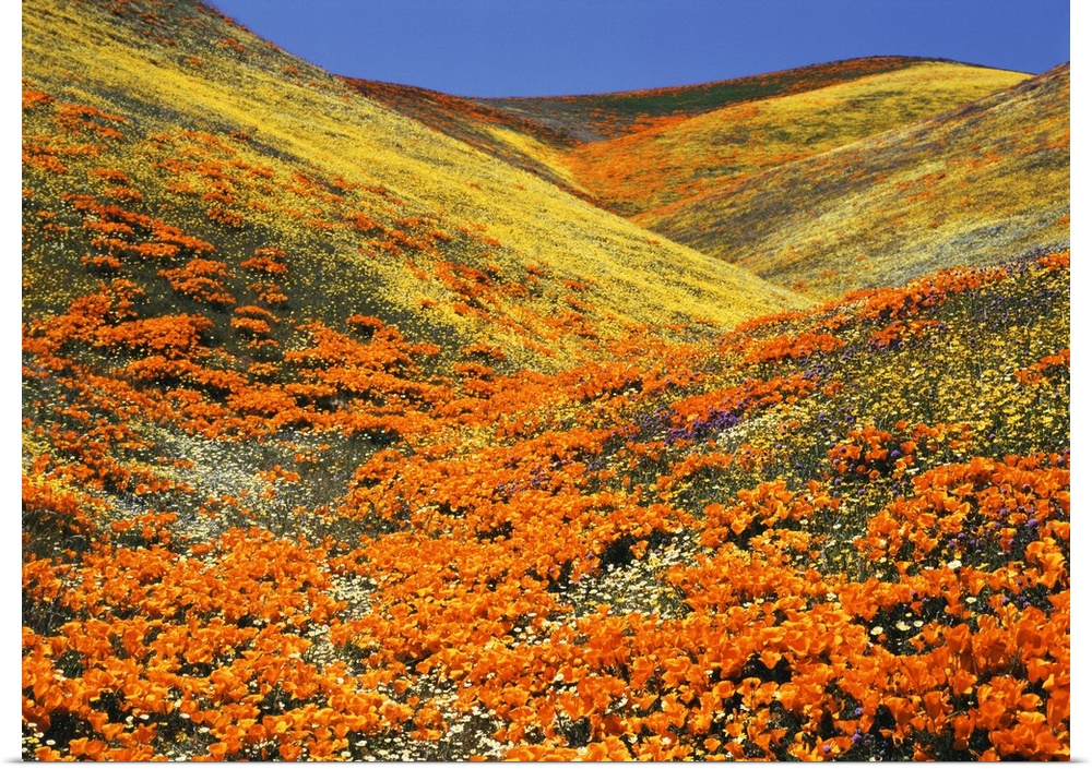 USA, Southern California, View of California golden poppy at Tehachapi mountains
