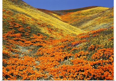 Southern California, View of California golden poppy at Tehachapi mountains