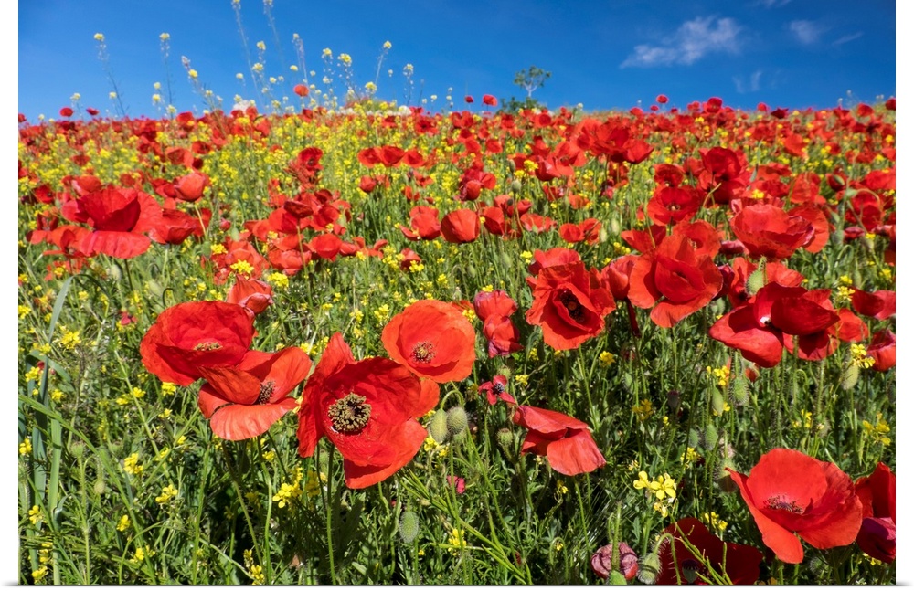 Spain, Andalusia. A field of bright and cheerful red poppy wildflowers.