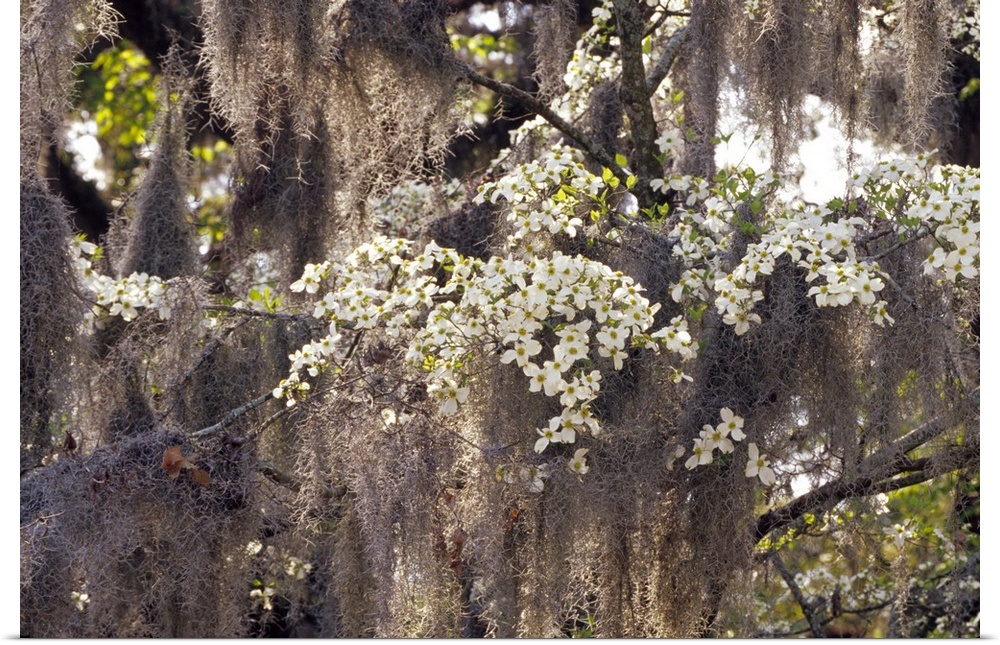 USA, Georgia, Savannah. Spanish moss hanging from flowering dogwood.