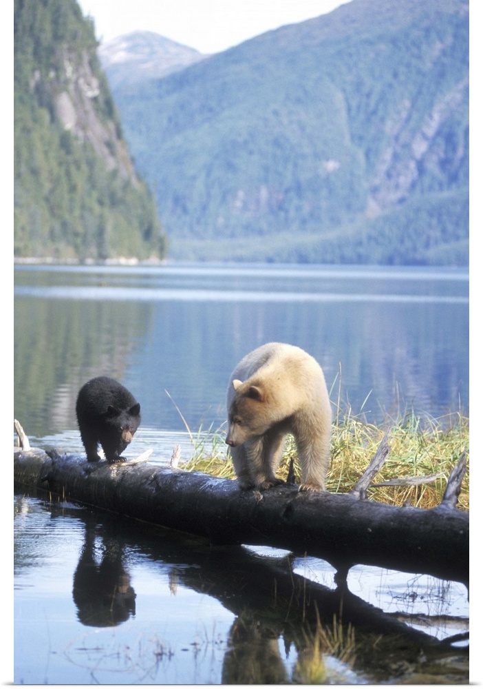 spirit bear, kermode, black bear, Ursus americanus, sow with cub walking on a log at high tide, along the coast in the rai...