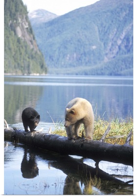 Spirit bear, black bear, sow and cub walking on a log, British Columbia Coast, Canada