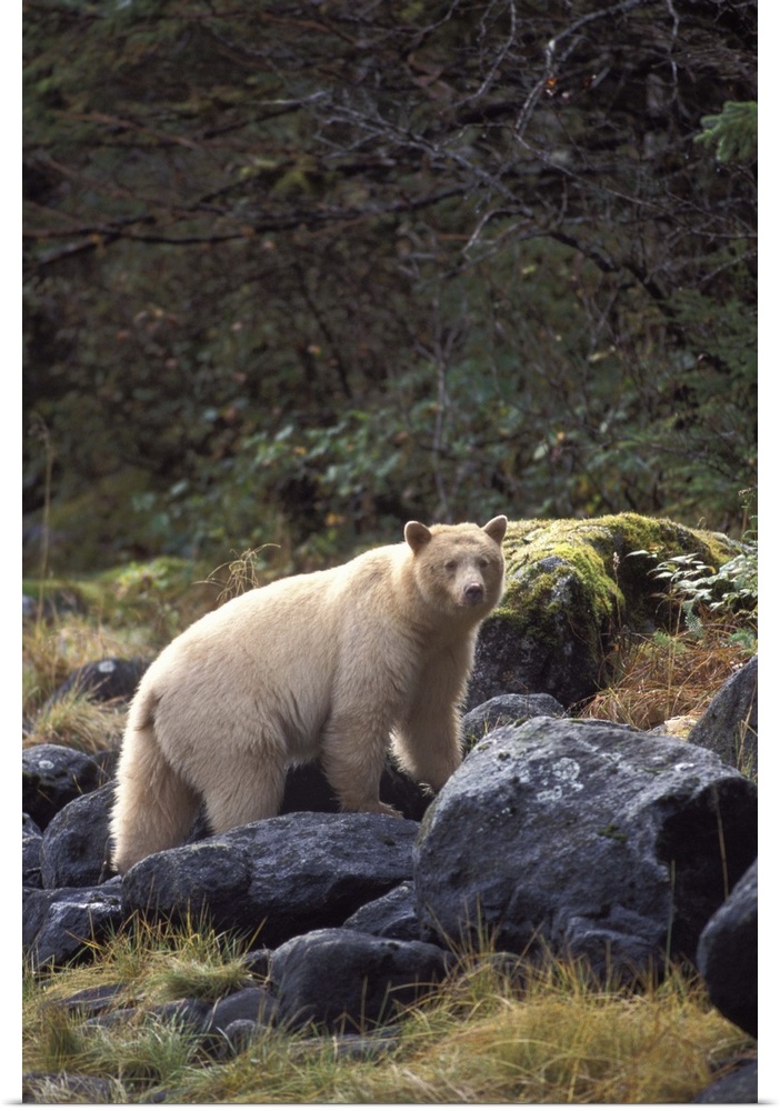 spirit bear, kermode, black bear, Ursus americanus, sow in the rainforest of the central British Columbia coast, Canada
