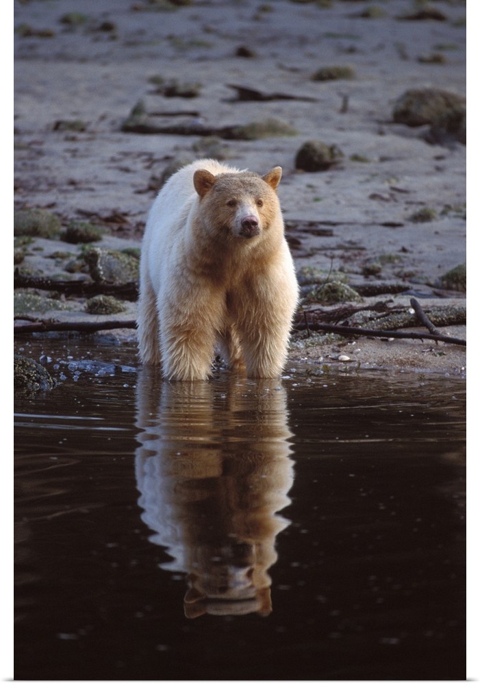 spirit bear, kermode, black bear, Ursus americanus, sow fishing for salmon, central British Columbia coast, Canada
