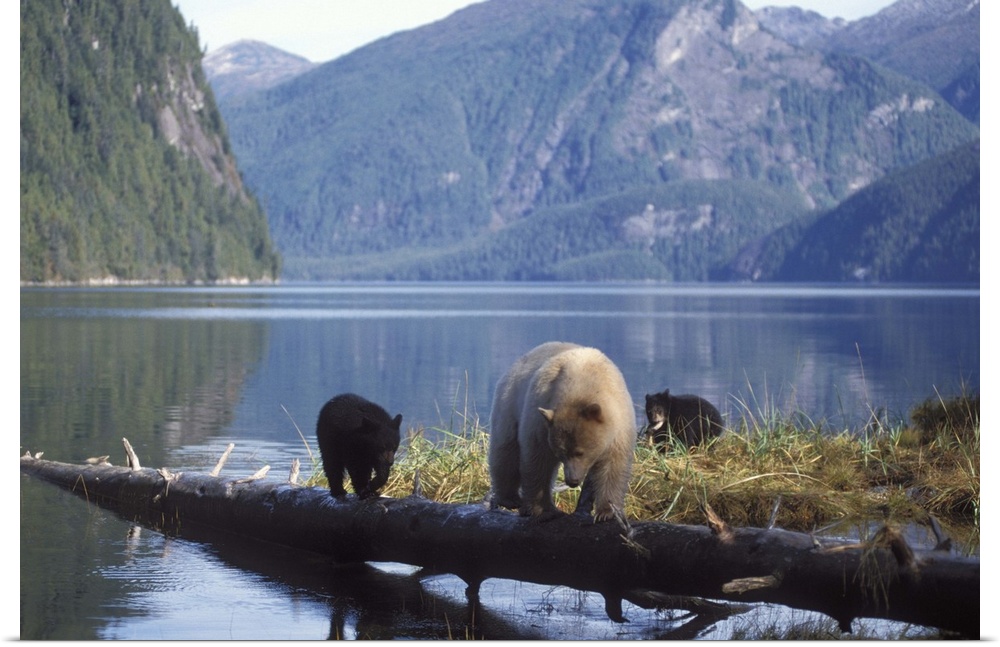 spirit bear, kermode, black bear, Ursus americanus, sow with cubs fishing and feeding on salmon, central British Columbia ...