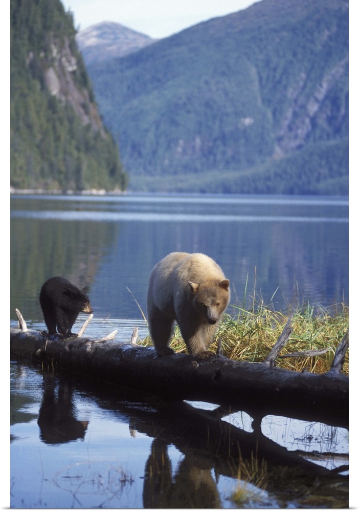 spirit bear, kermode, black bear, Ursus americanus, sow with cub looking for salmon, central British Columbia coast, Canada