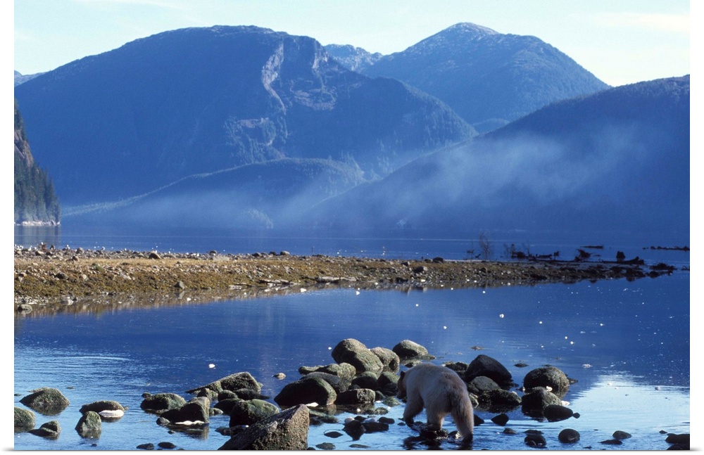 spirit bear, kermode, black bear, Ursus americanus, sow walking along a beach looking for salmon, central British Columbia...