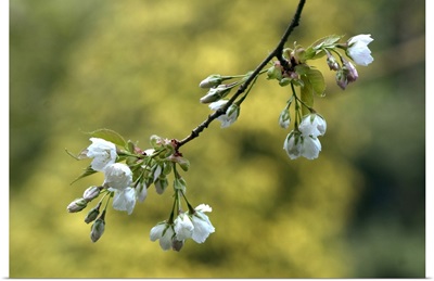 Spring Blossoms on a Tree Branch