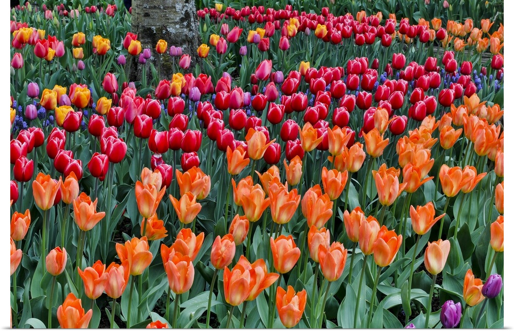 Spring Tulip Garden In Full Bloom, Skagit Valley, Washington State