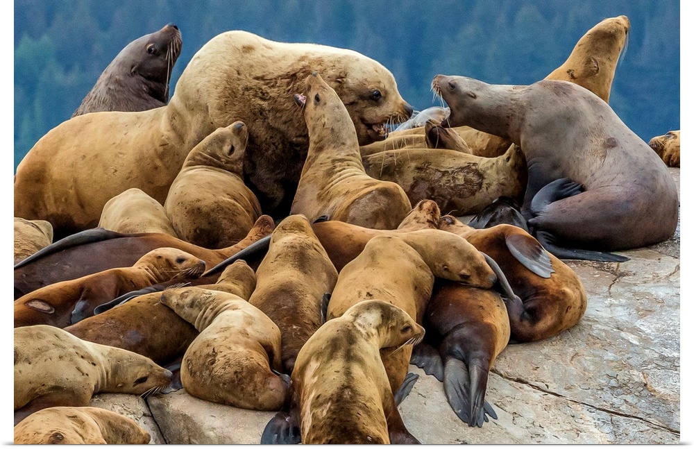 Steller sea lions, Glacier Bay National Park and Preserve, Alaska.