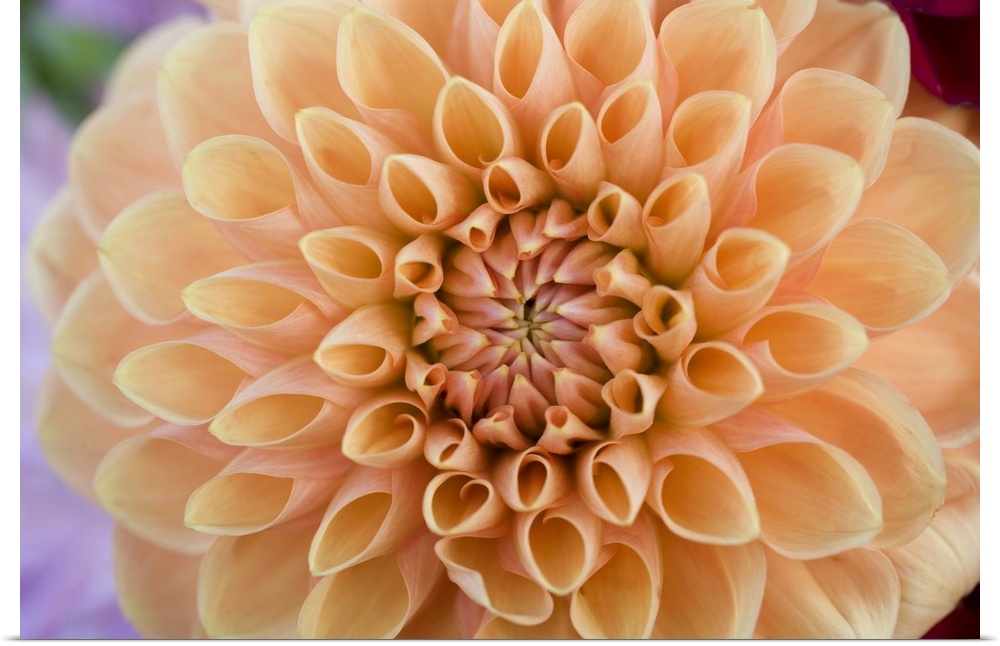 USA, Oregon, Willamette Valley. Subtle apricot colors make this dahlia a favorite in the Willamette Valley, Oregon.