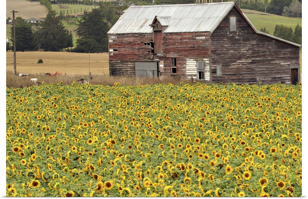 Sunflowers and Old Barn, near Oamaru, North Otago, South Island, New Zealand
