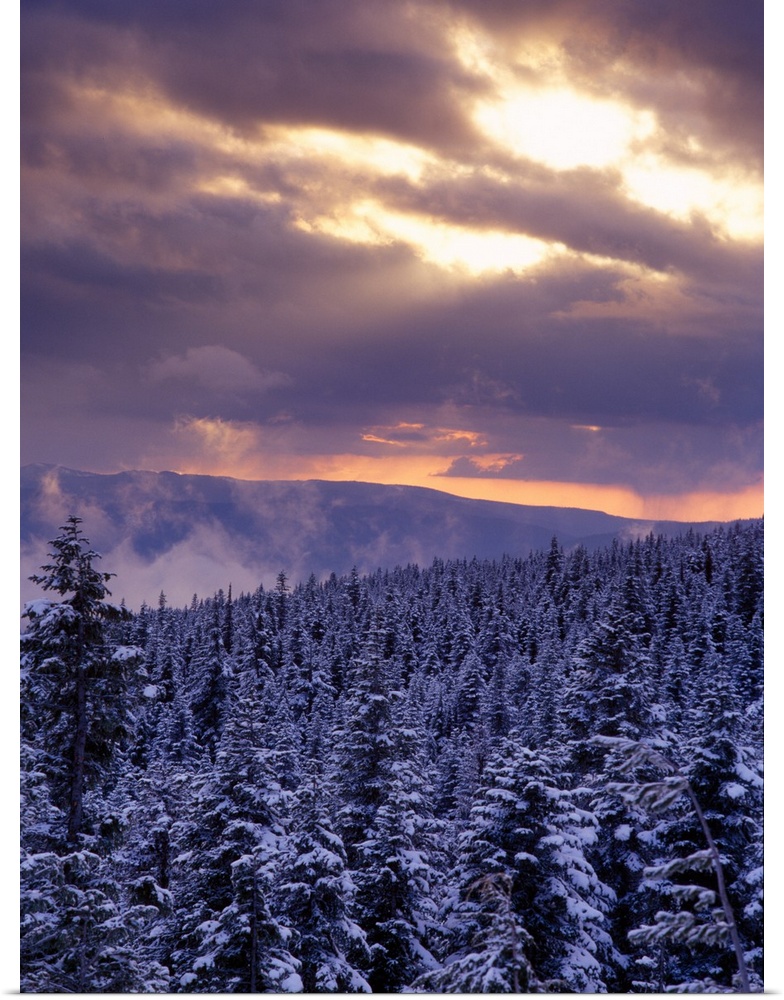 Sunrise over a snow covered forest in the Mt Hood National Forest, Oregon Cascades.