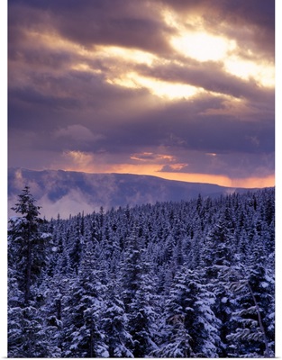 Sunrise over a snow covered forest in the Mt Hood National Forest, Oregon Cascades
