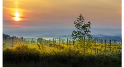 Sunrise Over The Vineyards Of Tuscany, Tuscany, Italy