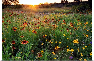 Sunset On Texas Wildflowers