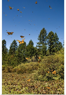 Swarm of Monarch Butterflies, El Rosario Monarch Butterfly Reserve, Michoacan, Mexico