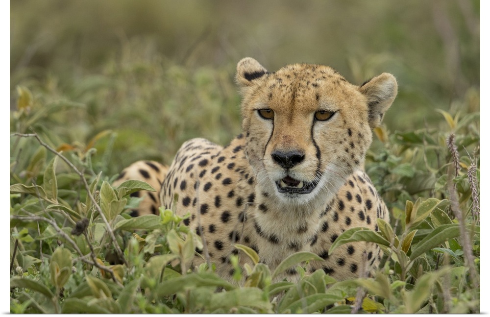 Tanzania, Ngorongoro conservation area, adult cheetah (Acinonyx Jubatas) catches its breath after chasing down wildebeest ...