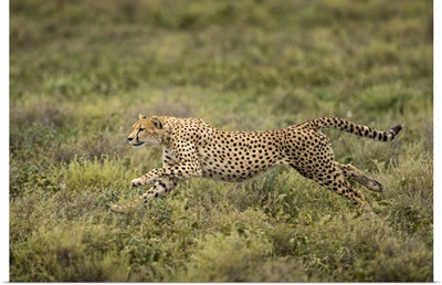 Tanzania, Cheetah Begins Running While Chasing Down Wildebeest Calf On Ndutu Plains