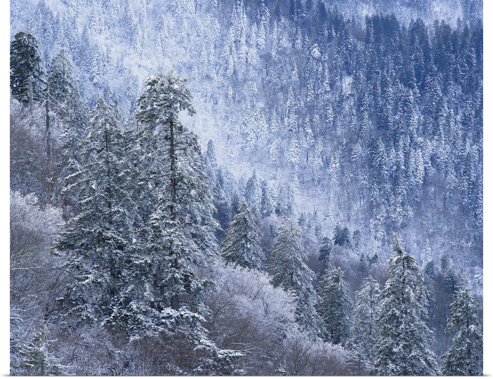 Tennessee, Great Smoky Mountains National Park, Snow covered trees in forest.