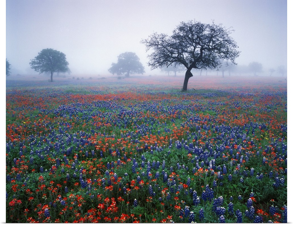 USA, Texas, Hill Country, View of Texas paintbrush and bluebonnets flowers at dawn.