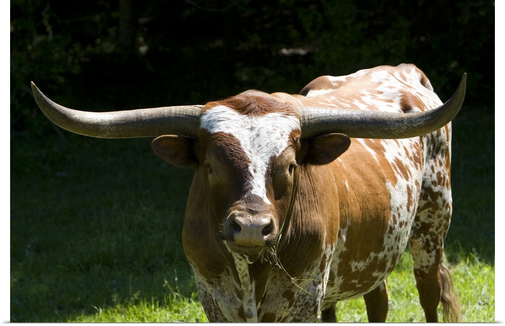 Texas longhorn bull in Washington County, Texas.