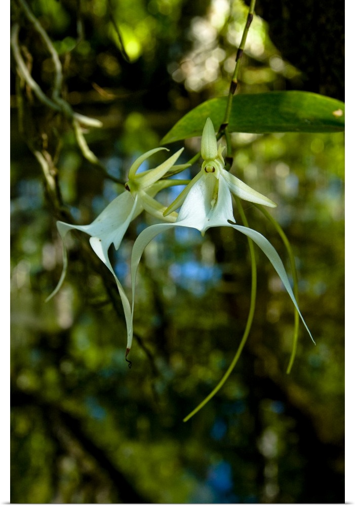 The Ghost Orchid, Dendrophylax lindenii, was made famous by Susan Orleans in her book The Orchid Thief.  Rare and endanger...
