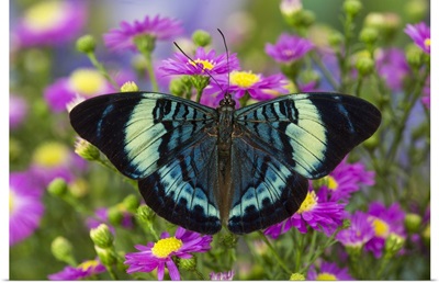 The Procilla Beauty Butterfly, Panacea procilla