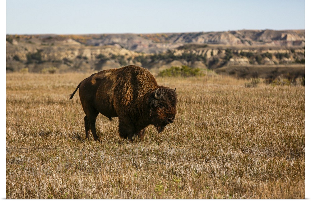 Theodore Roosevelt National Park, North Dakota, USA. Badlands bison. United States, North Dakota.