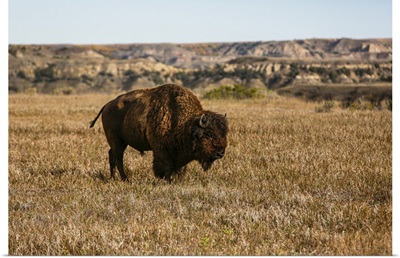 Theodore Roosevelt National Park, North Dakota, USA, Badlands Bison
