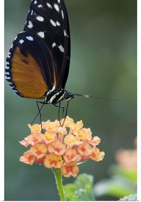 Tiger Longwing butterfly