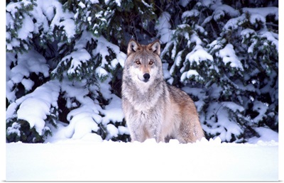 Timber Wolf, Canis lupus, Movie Animal